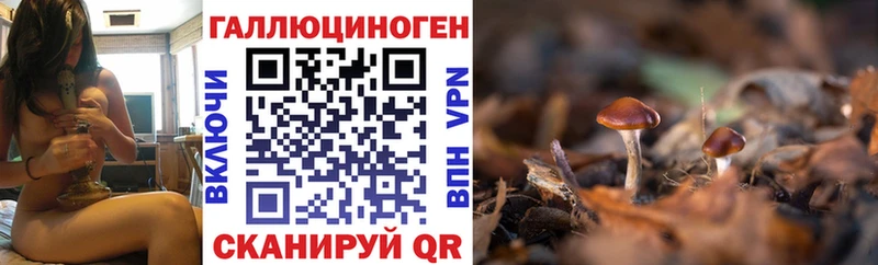 наркотики  Североуральск  Псилоцибиновые грибы Psilocybine cubensis 